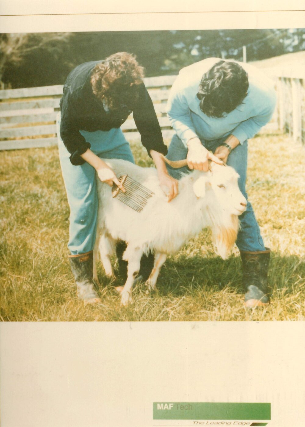 MafTech goats - 6 of 7