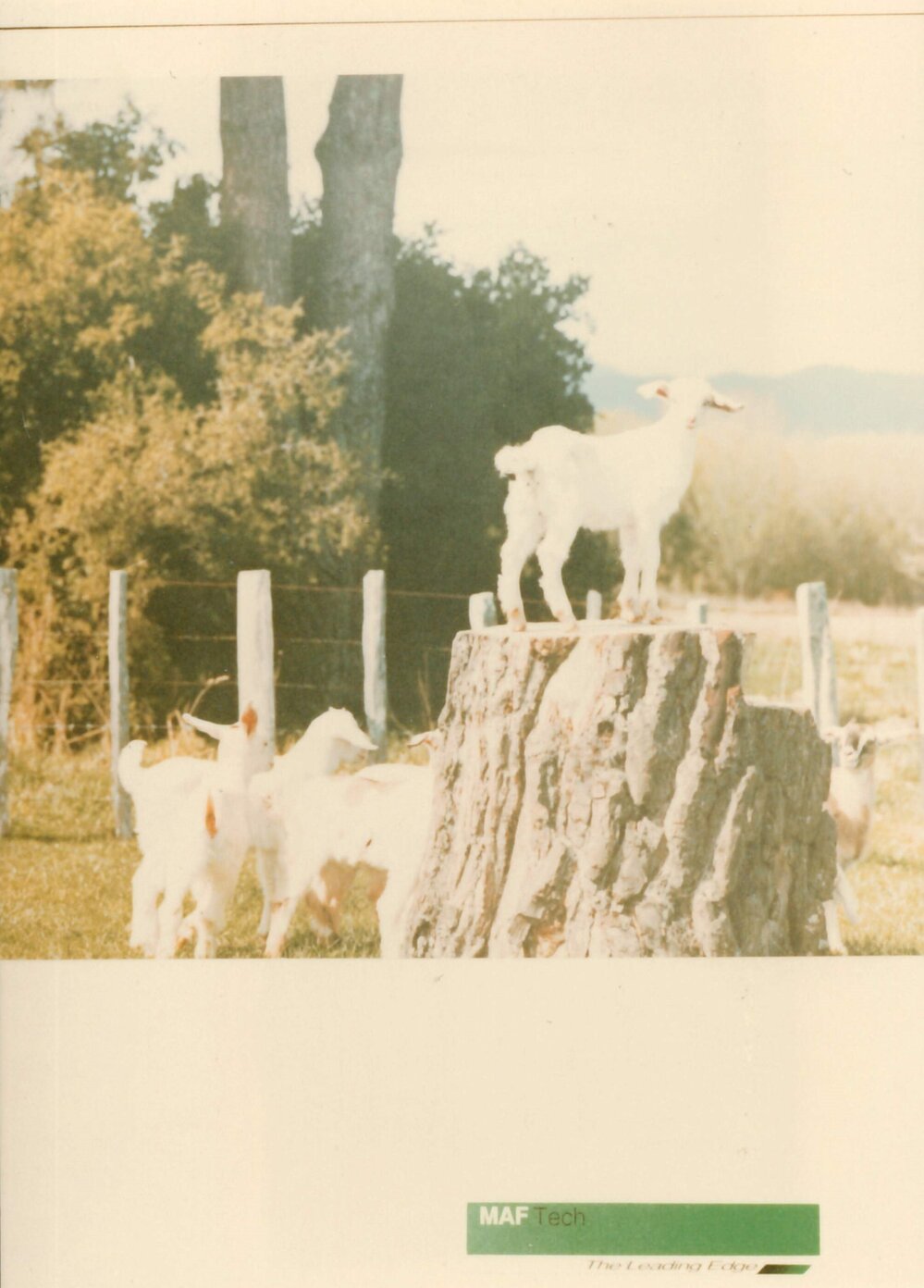 MafTech goats - 7 of 7