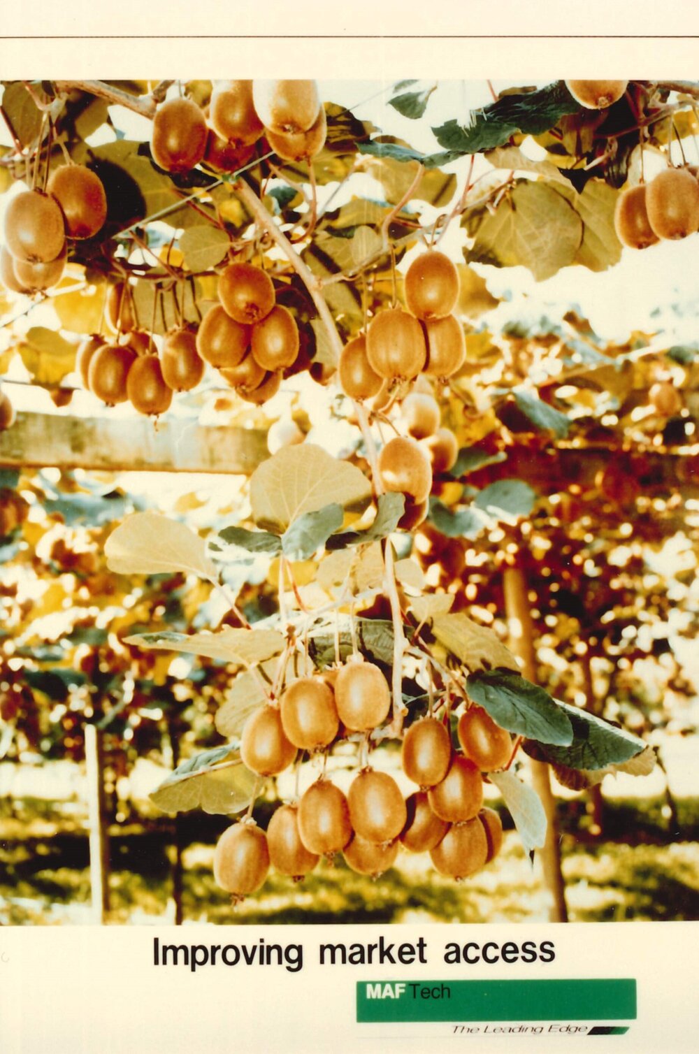 MafTech fruit - 9 of 10