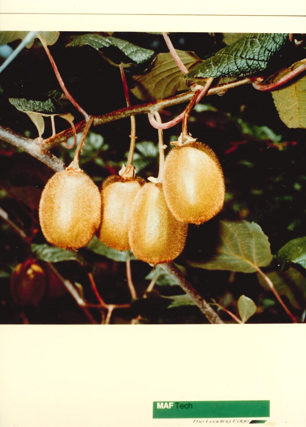 MafTech fruit - 10 of 10