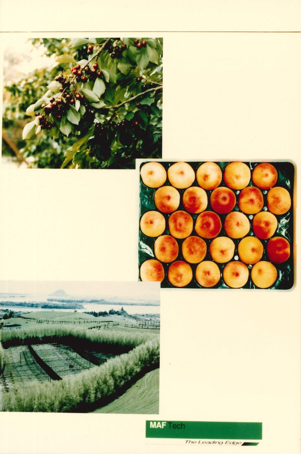 MafTech fruit - 3 of 10