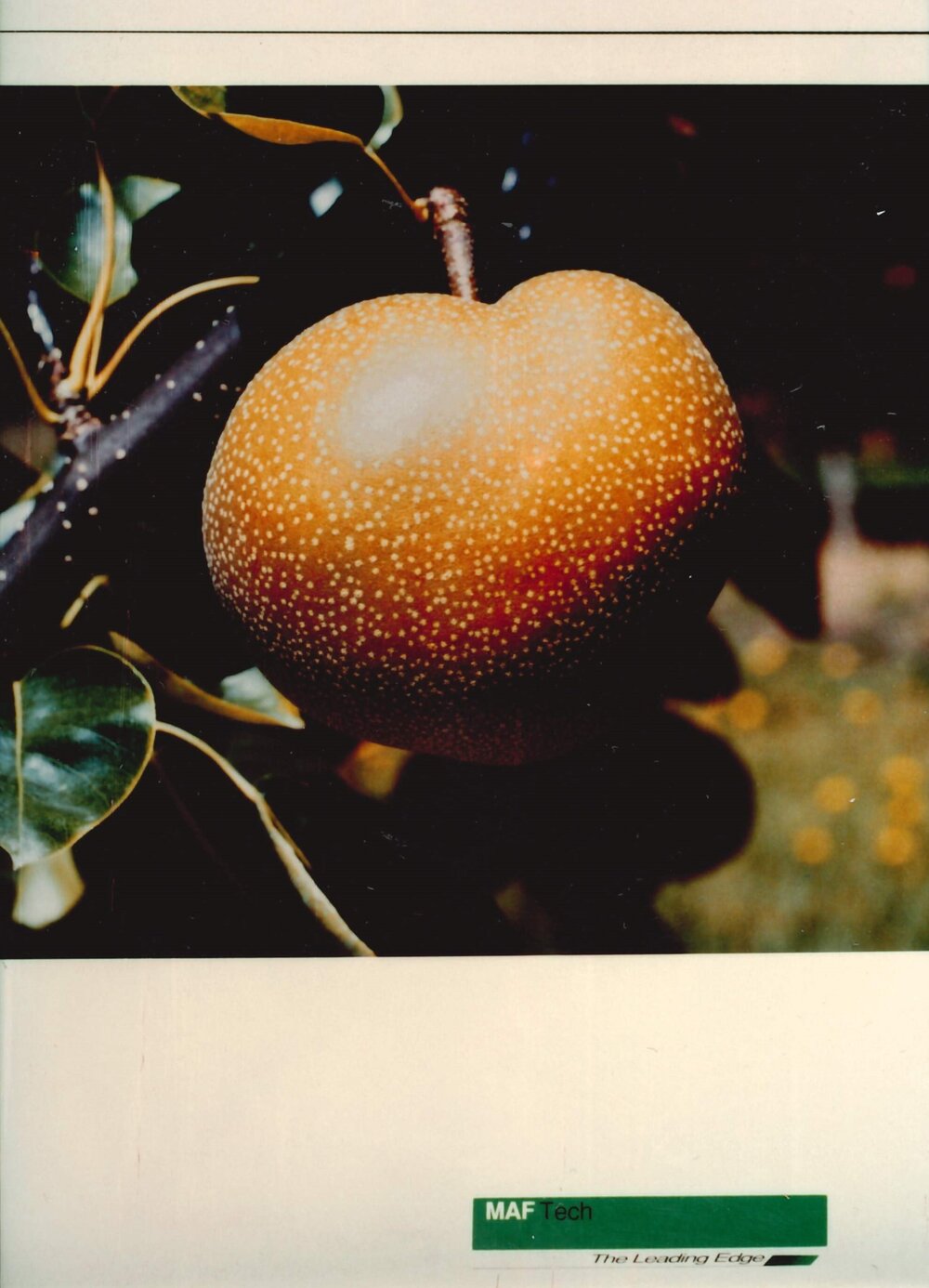 MafTech fruit - 6 of 10