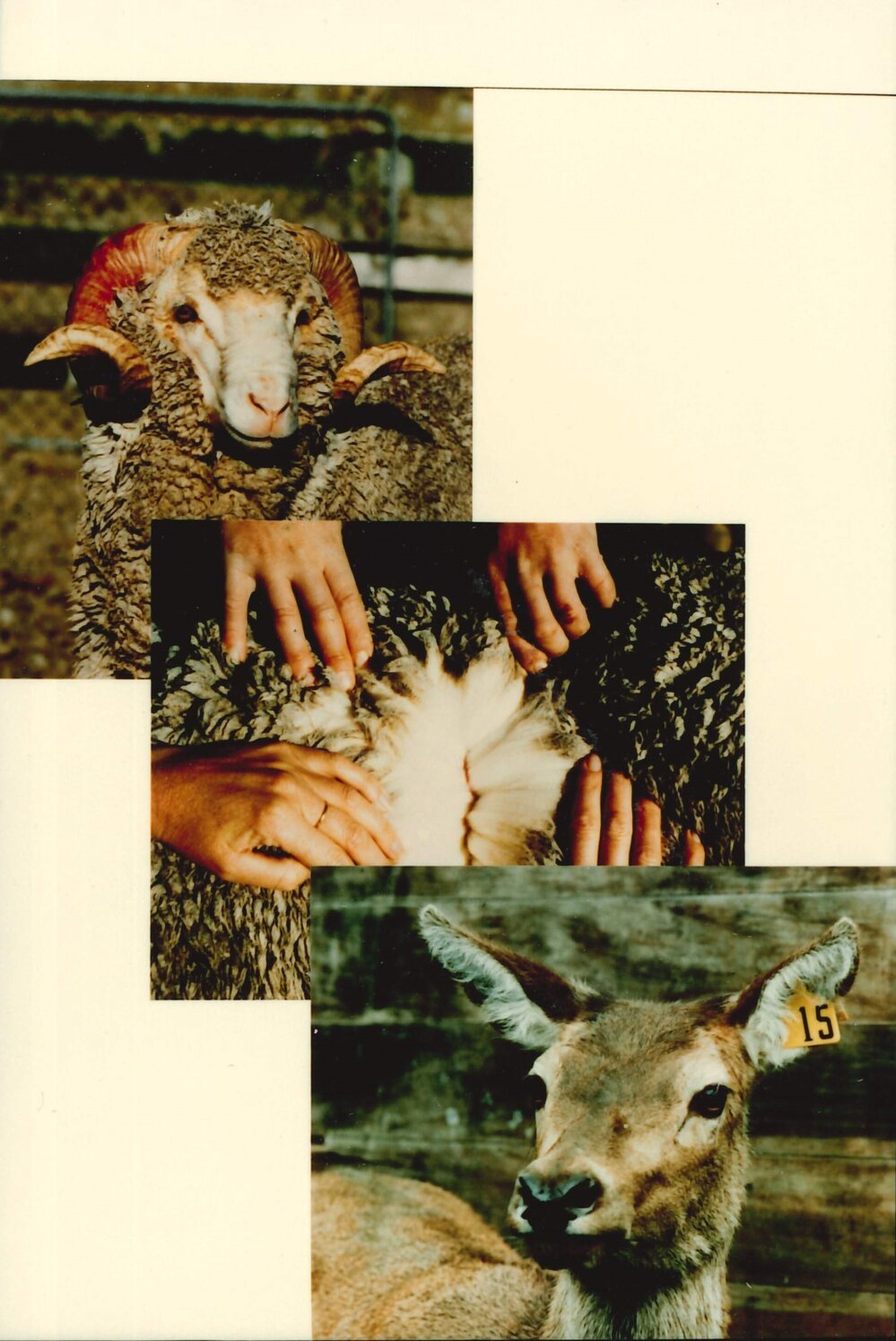 MafTech animals - 4 of 7