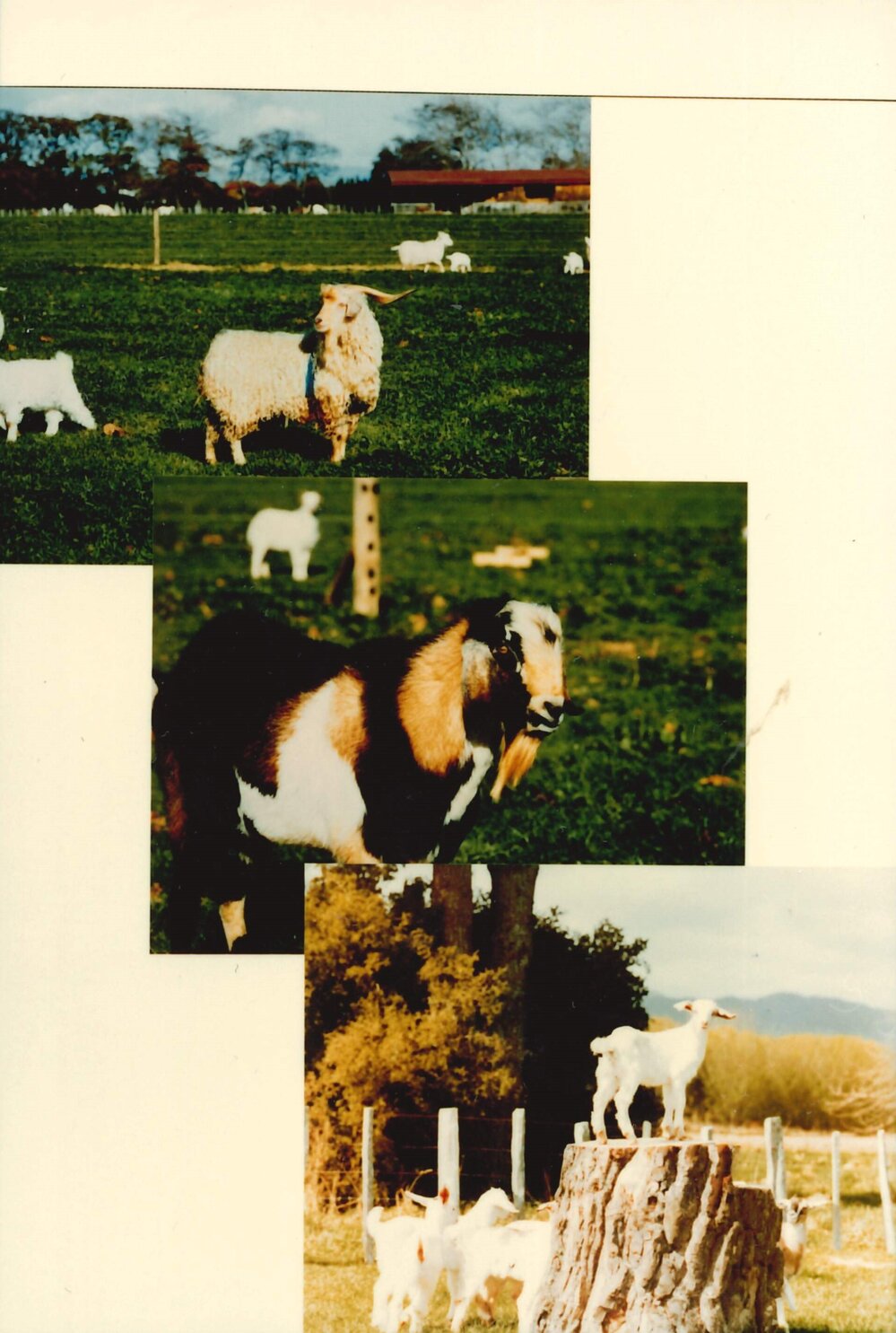 MafTech animals - 5 of 7