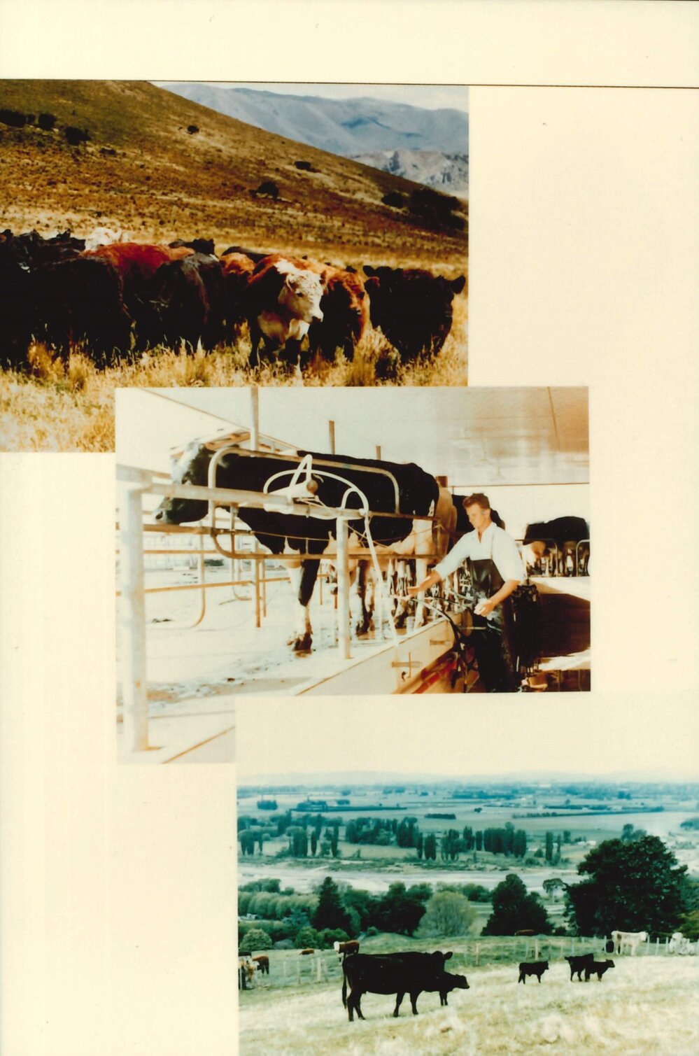 MafTech animals - 6 of 7