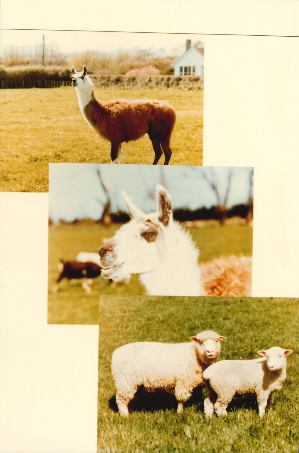 MafTech animals - 7 of 7