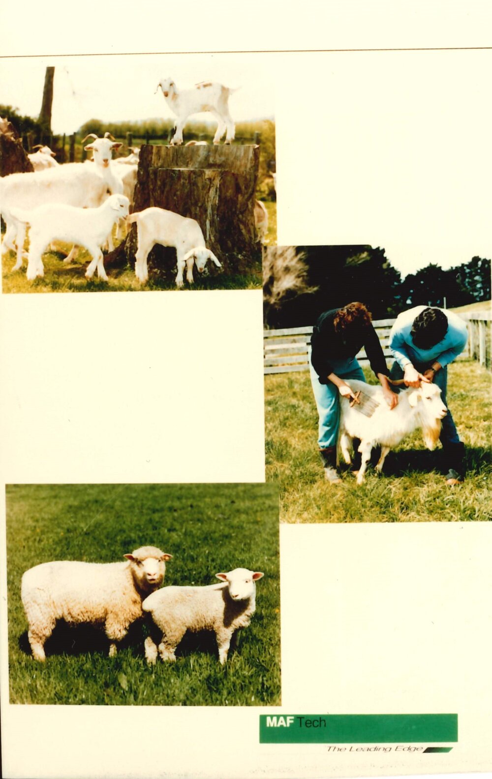 MafTech animals - 2 of 7 