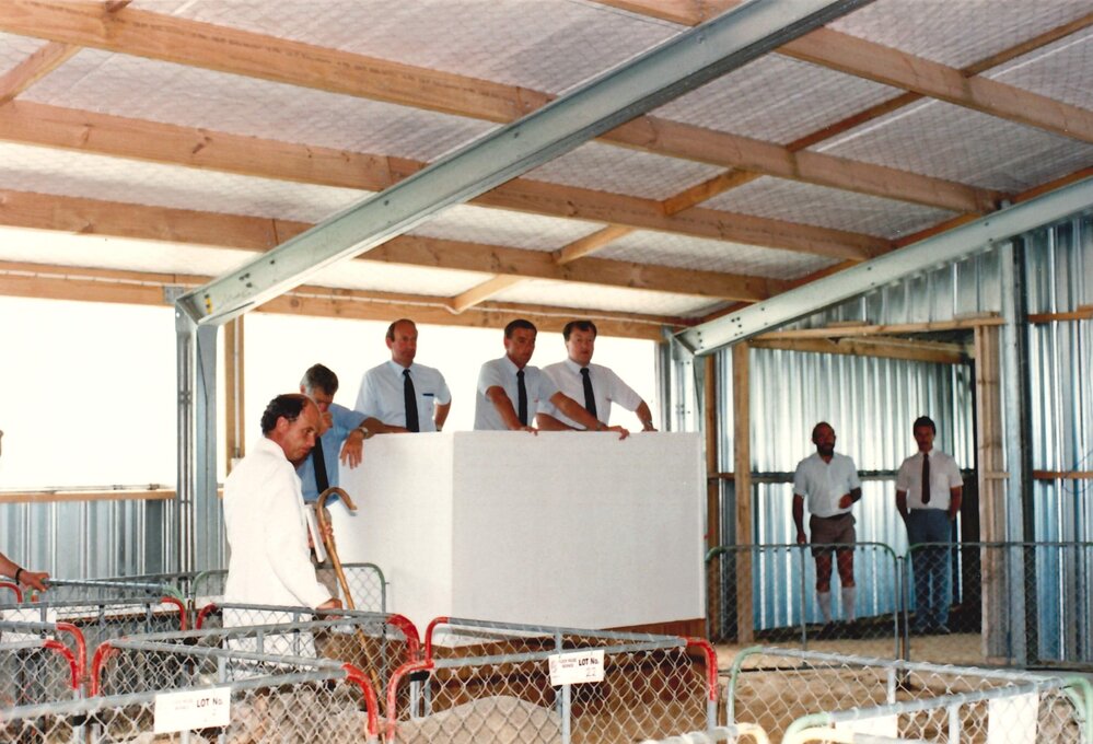 Merino ram sale - 1988 - 1 of 7