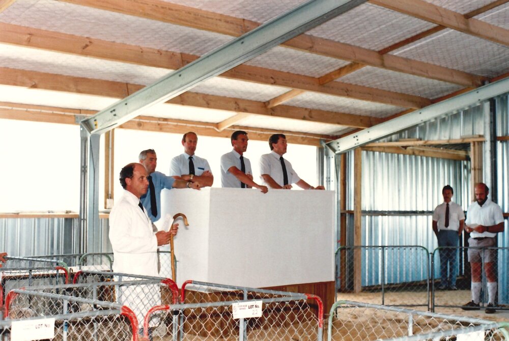 Merino ram sale - 1988 - 2 of 7