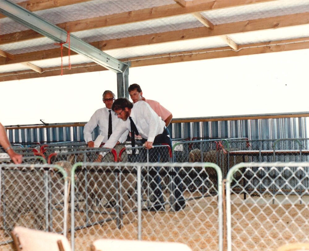 Merino ram sale - 1988 - 5 of 7