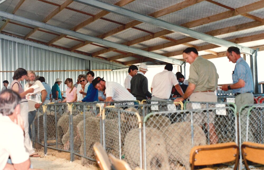 Merino ram sale - 1988 - 6 of 7