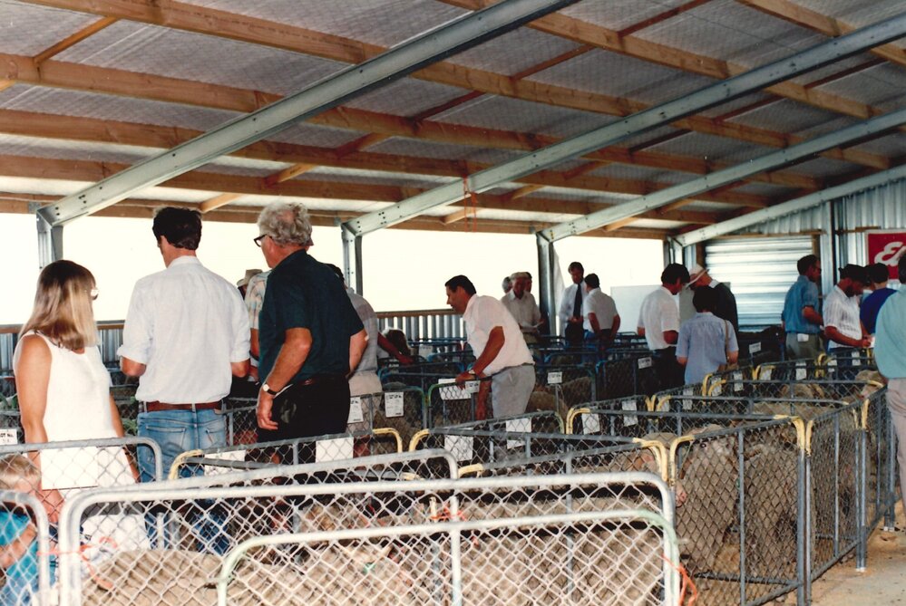 Merino ram sale - 1988 - 7 of 7