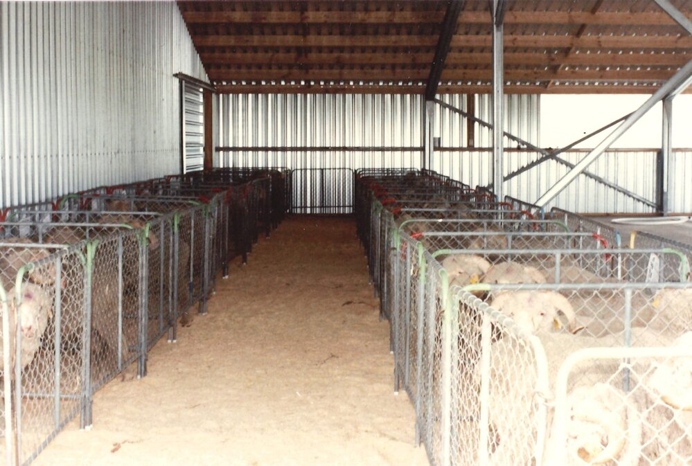 Merino ram sale - 1987 - 1 of 5