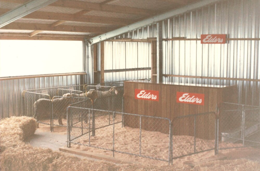 Merino ram sale - 1987 - 3 of 5