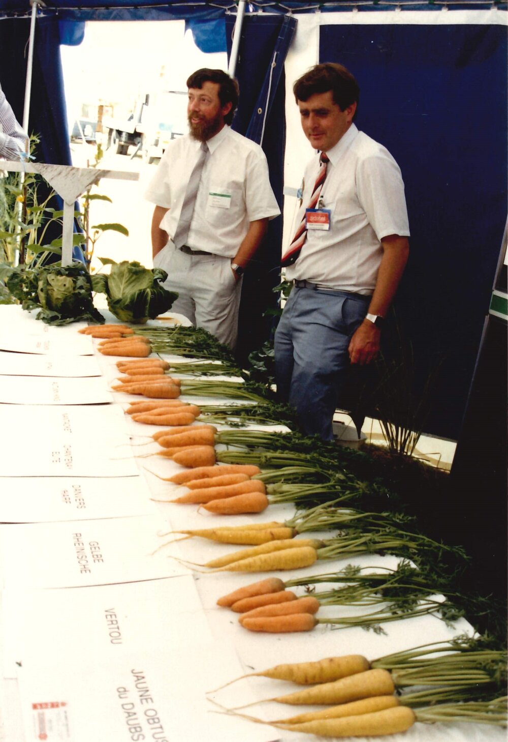 Field day carrots - 4 of 7