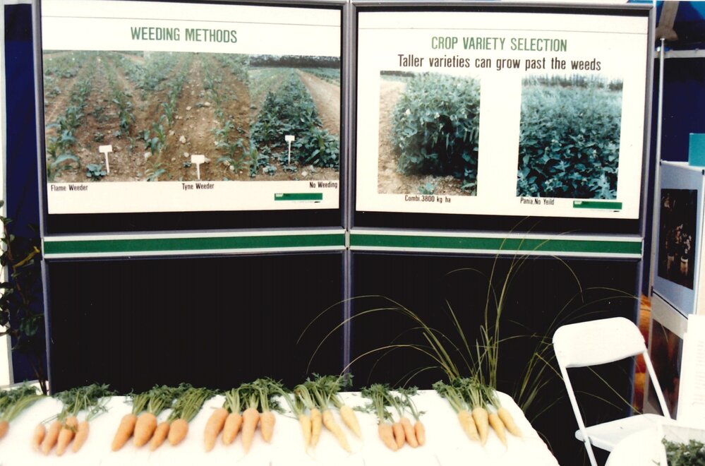 Field day carrots - 7 of 7