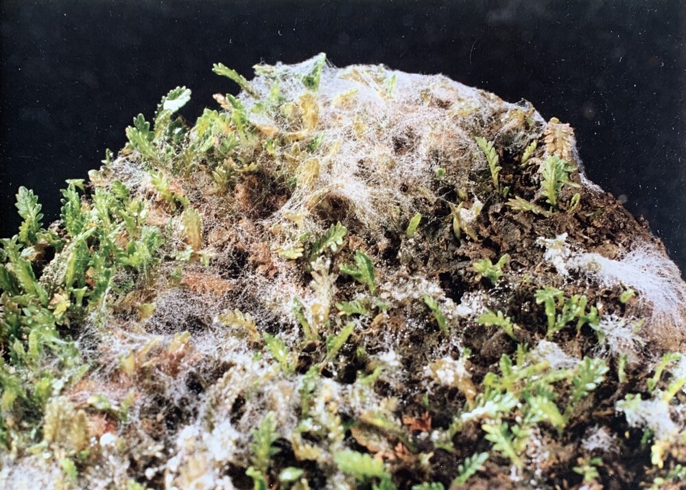 Sclerotinia minor_2 of 3