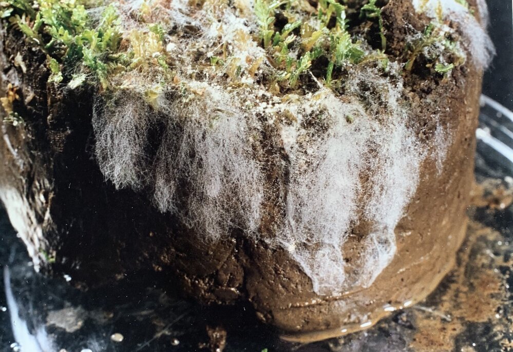 Sclerotinia minor - 1 of 3