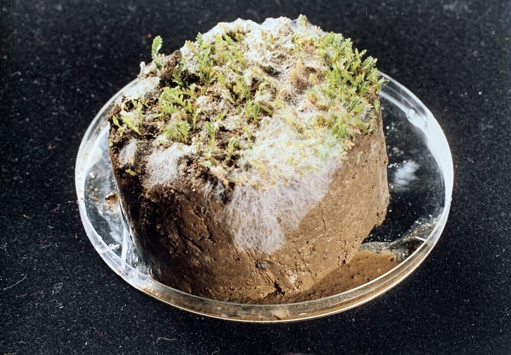 Sclerotinia minor - 3 of 3