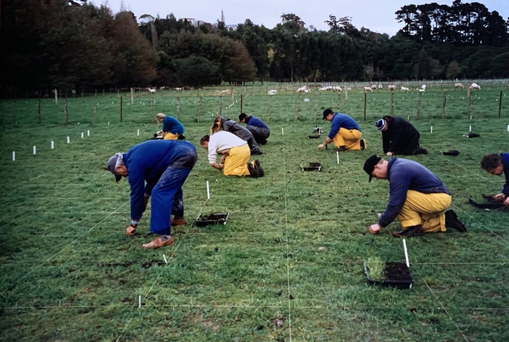 Turf seedlings - 4 of 4