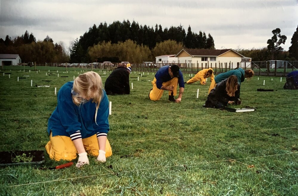 Turf seedlings - 1 of 4