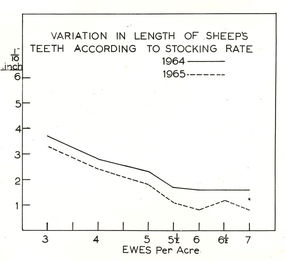 Sheeps teeth - stocking rate