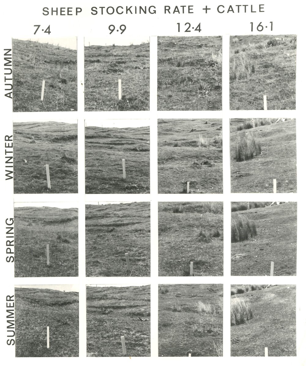 Sheep stocking rate   cattle