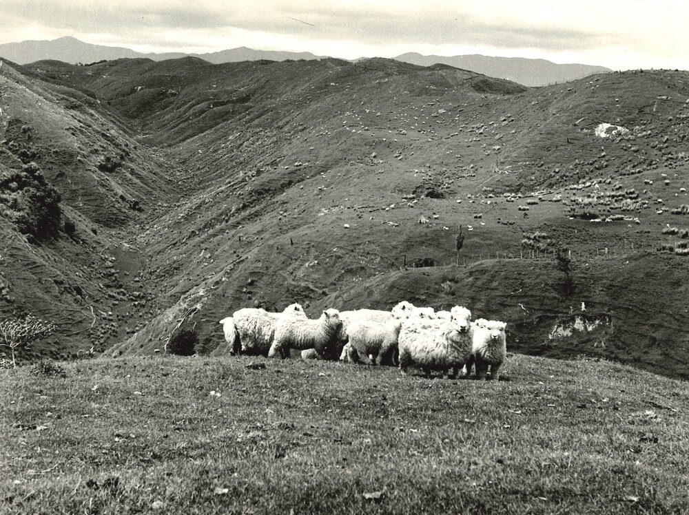 Hillside sheep - 7 of 7