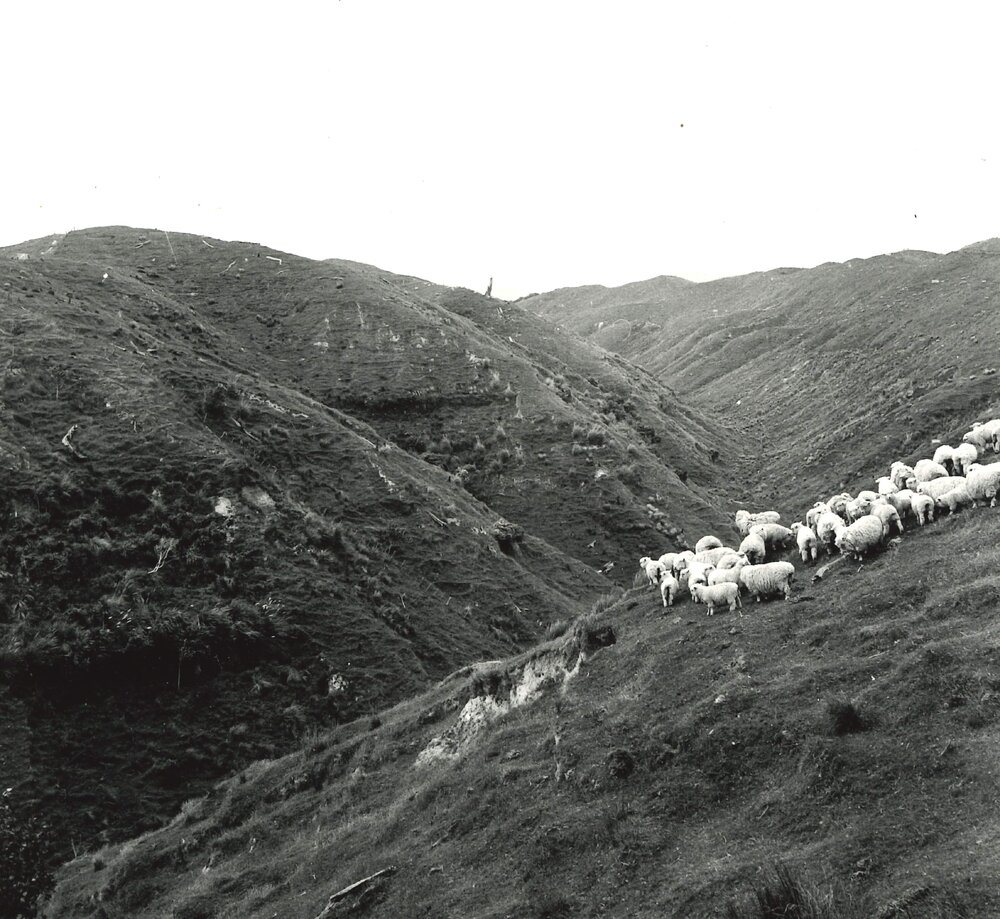 Hillside sheep - 4 of 7