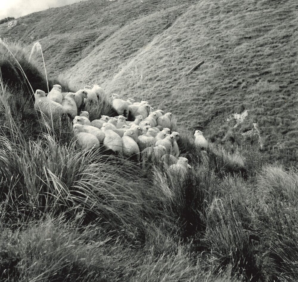 Hillside sheep - 2 of 7