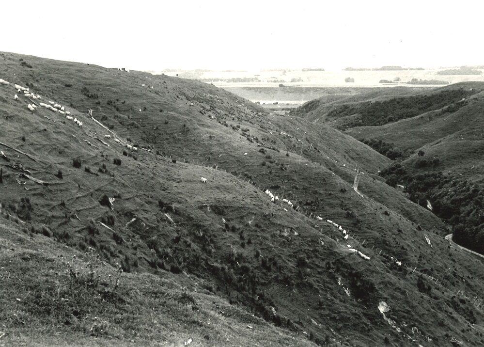 Hillside sheep - 1 of 7