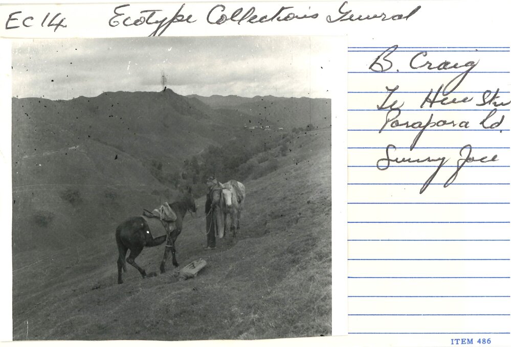 Parapara road, Raetihi - sunny face