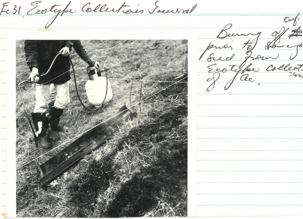 Burning of turf - 1 of 2