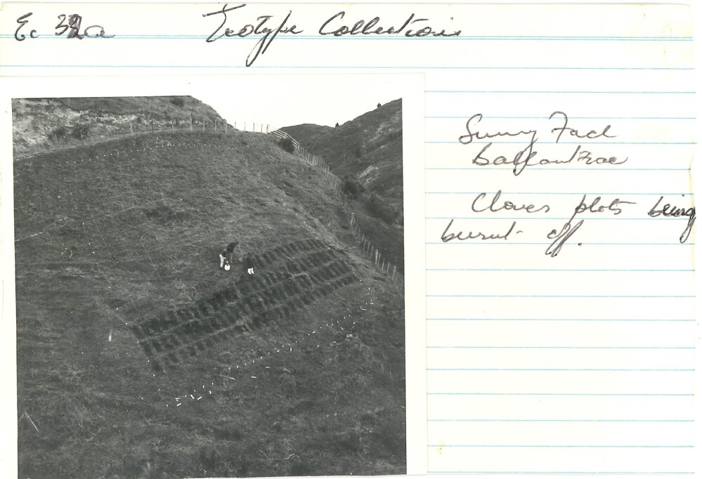 Ballantrae - sunny face