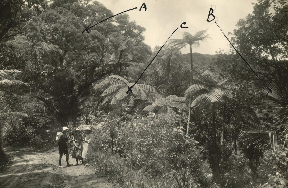 Walkers on bush track