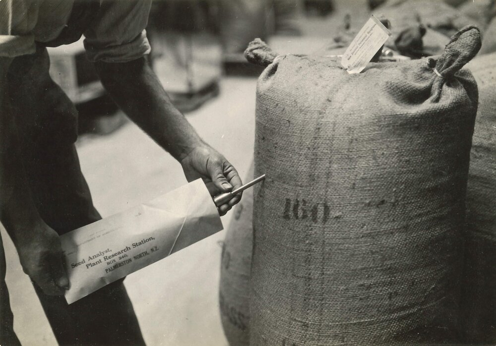 Certified seed - 11 of 11