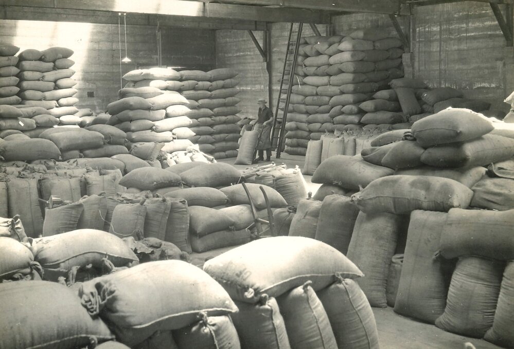 Certified seed - 4 of 11