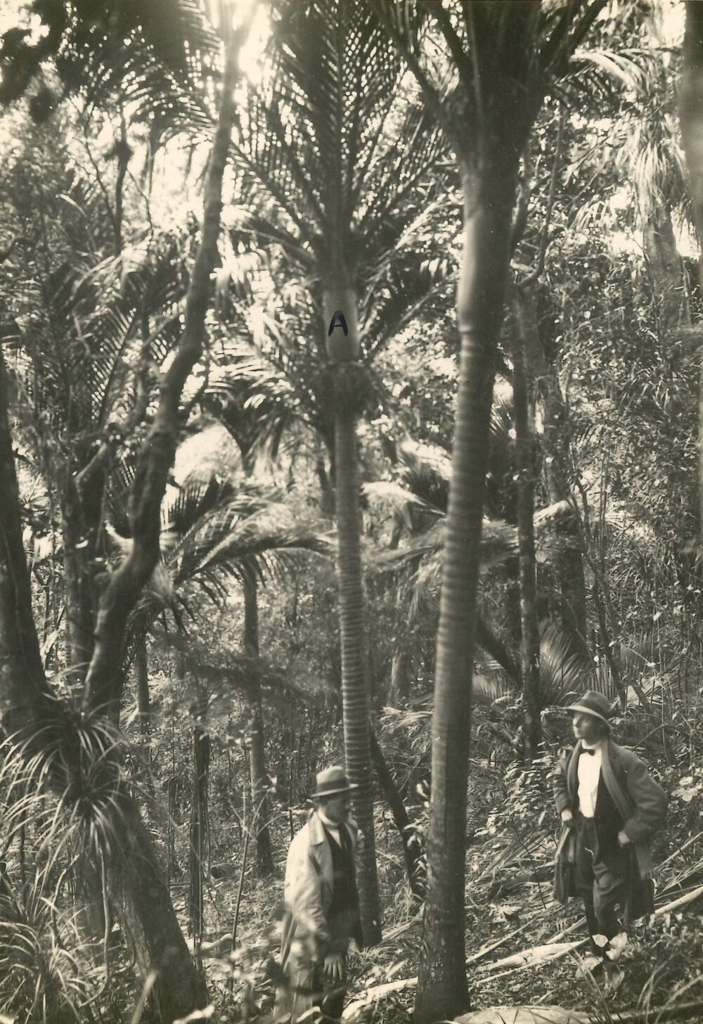 Nikau palm