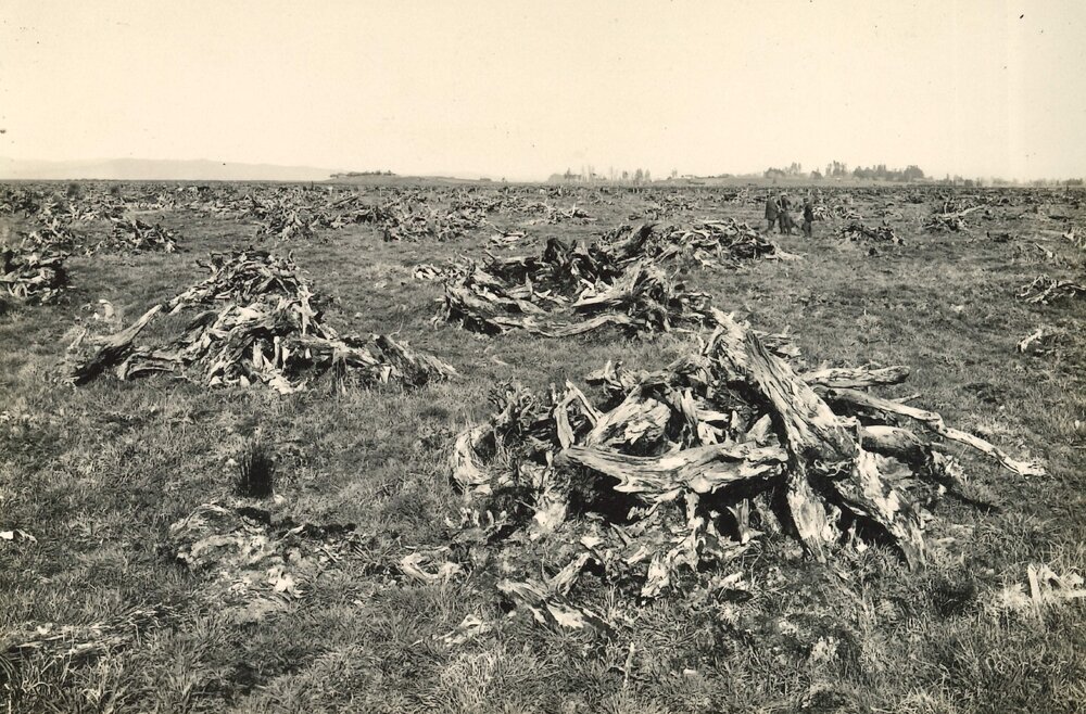 Peat swamp - old roots