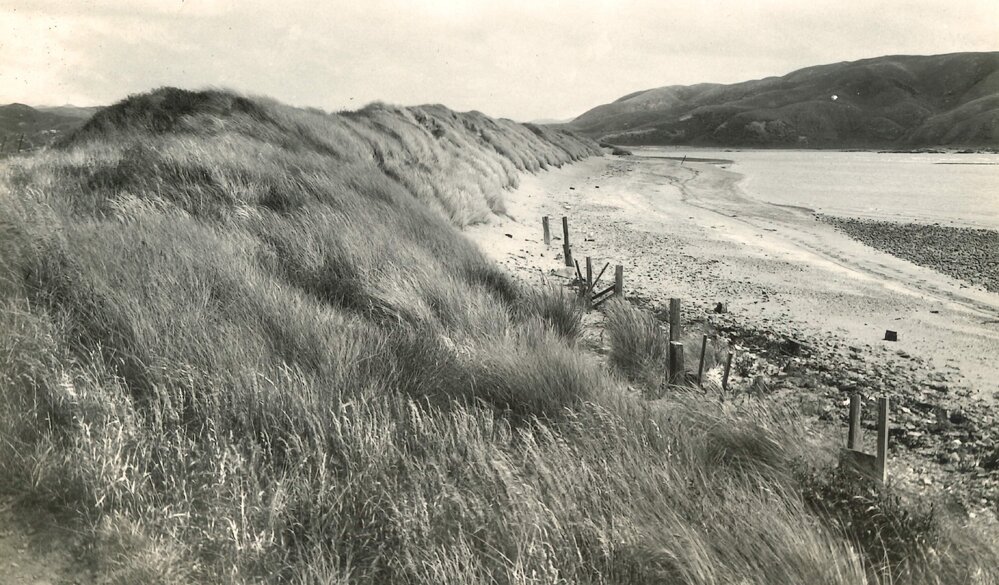 Plimmerton marram dunes