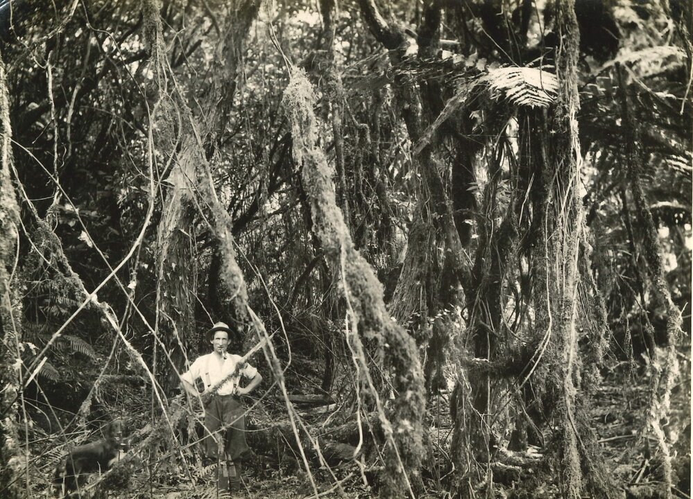Primary forest before felling