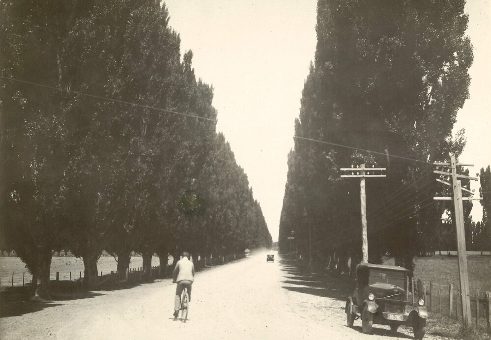 Pakowhai poplar grove