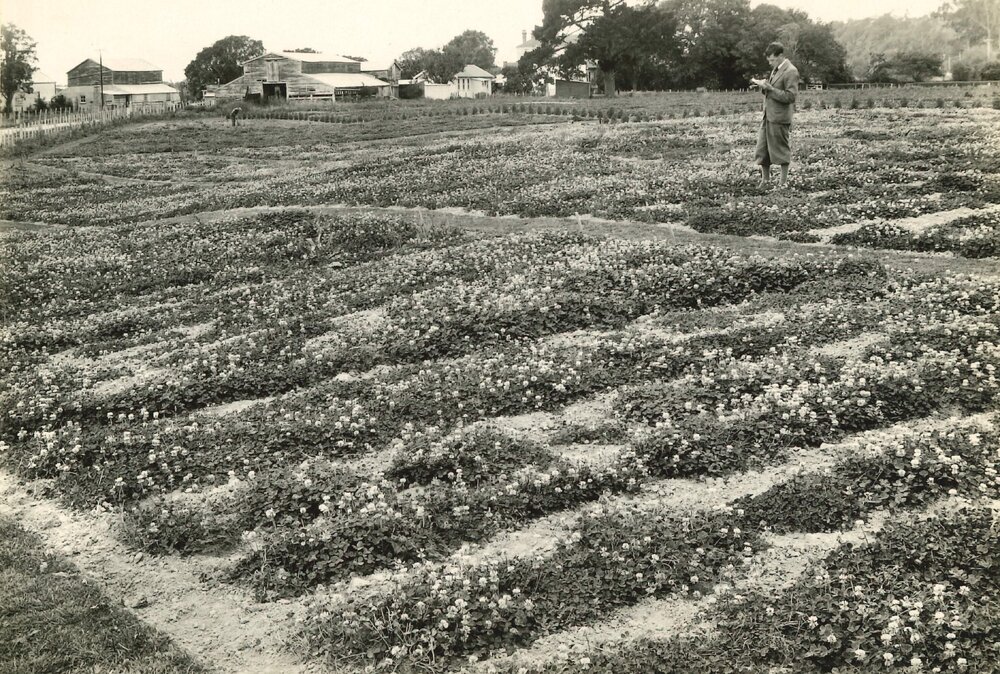 Man standing in clover plots