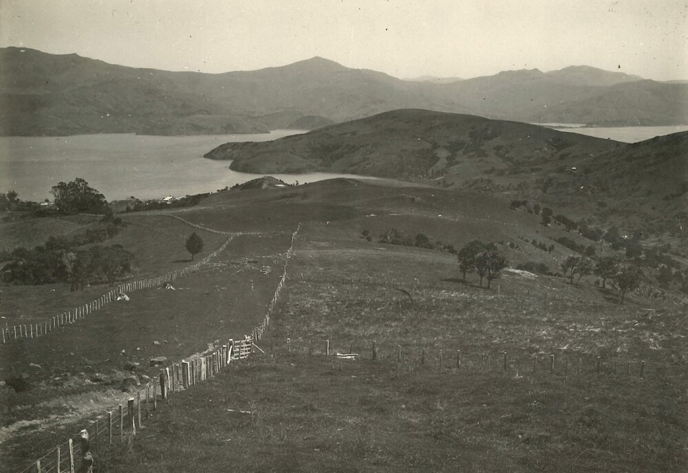 Akaroa - Kanuka
