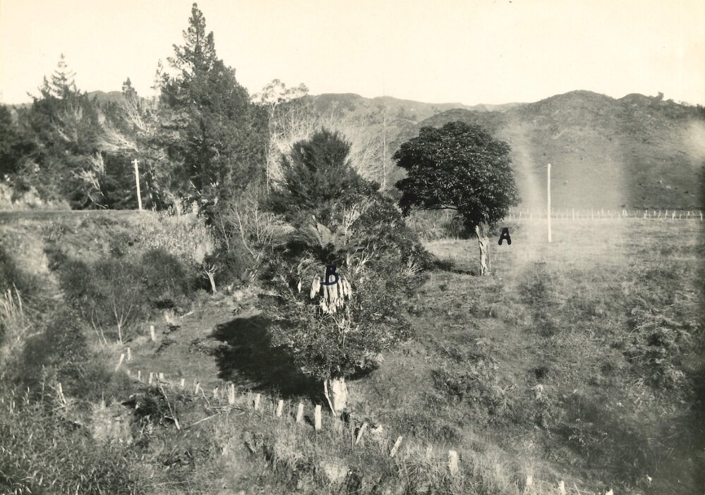 Epiphyte establishment