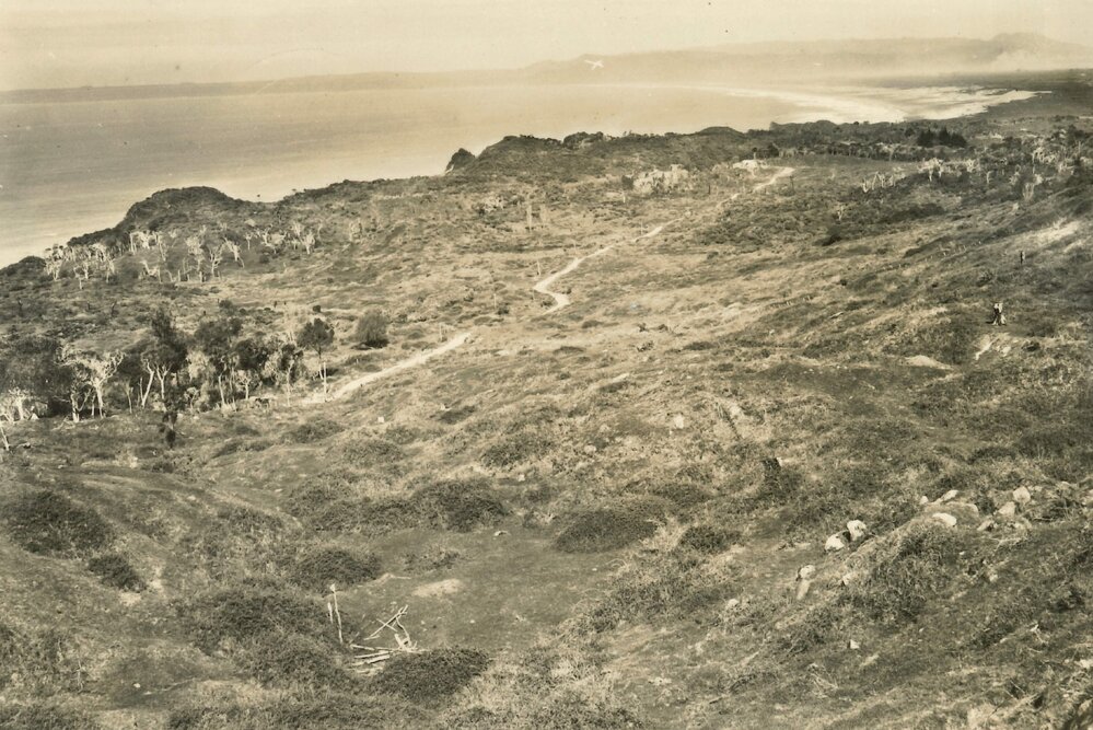 Blackberry bushes at Wairoa