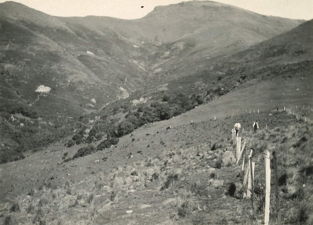 Banks Peninsula - Gully view