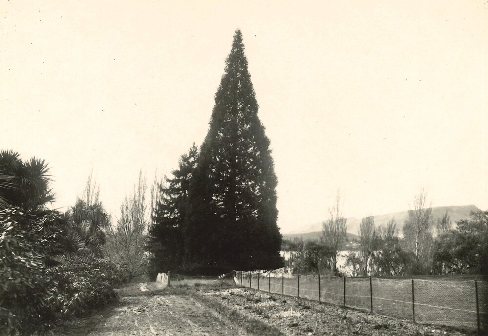 Sequoia Wellingtonia