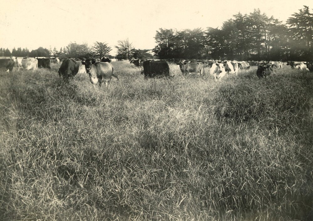 Cows near Dargarville