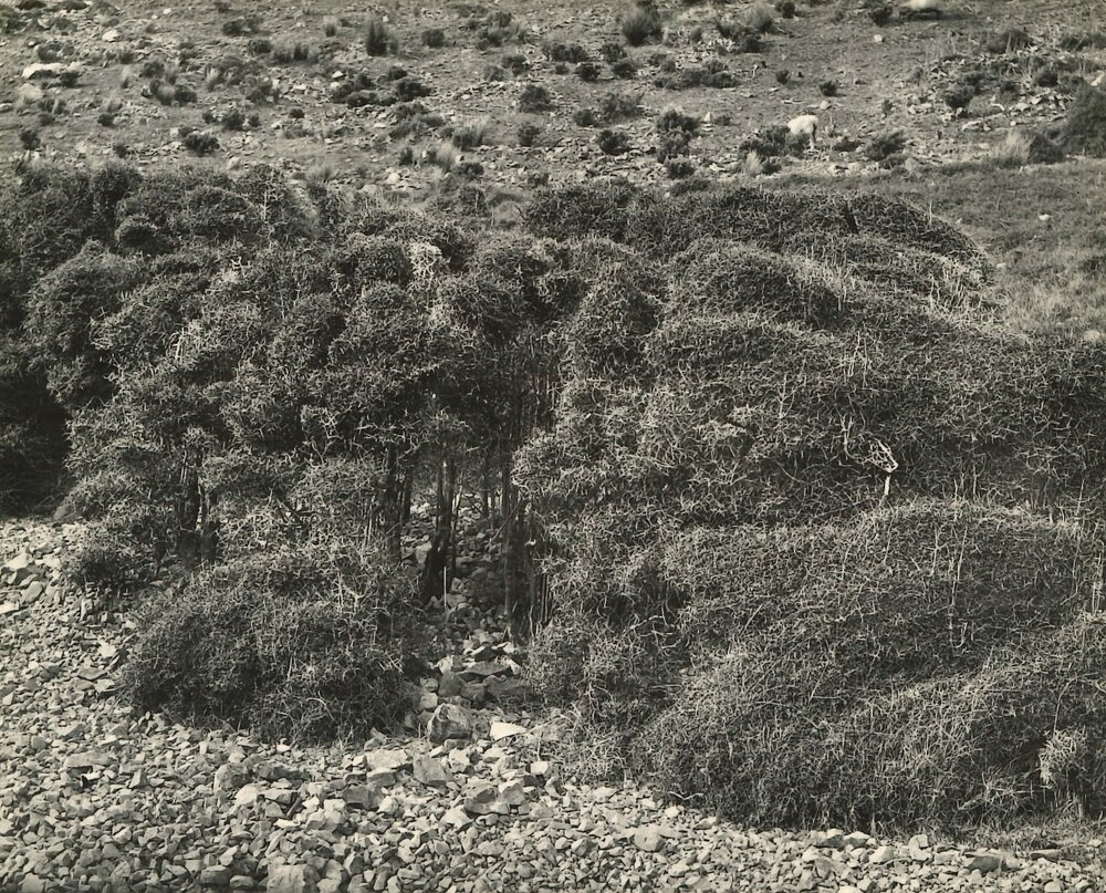 Palliser Bay - Muehlenbeckia astonii 